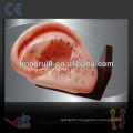 ISO 22CM Ear acupuncture model,acupuncture ear